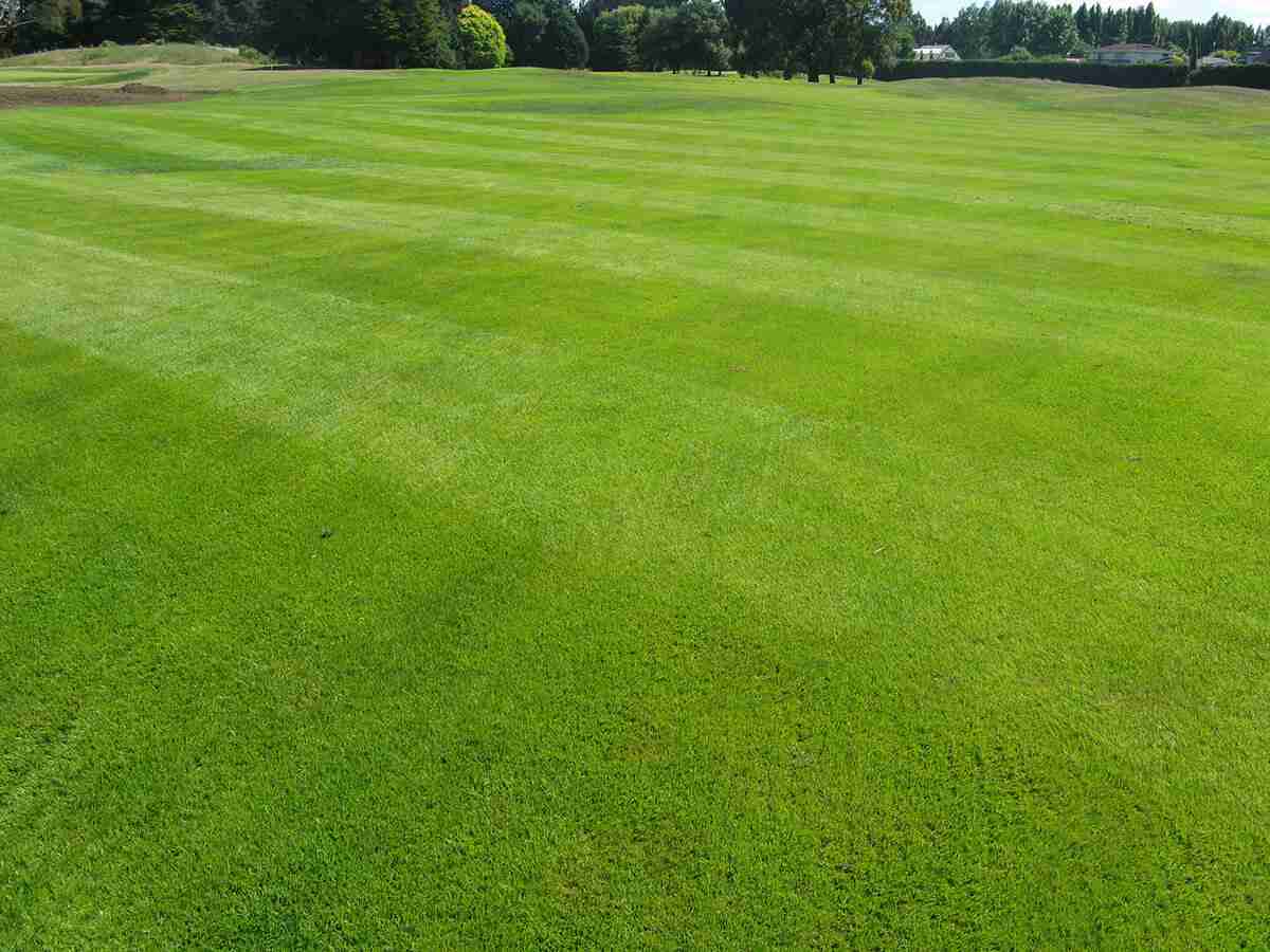 natural-super-fine-grass-lawn-nz