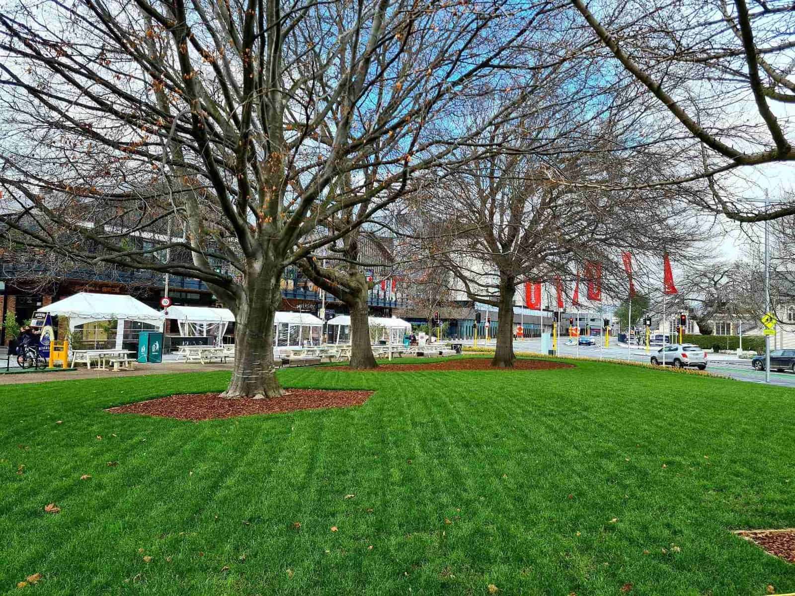 Tall Fescue Lawn Natural lawn NZ - Ready lawen
